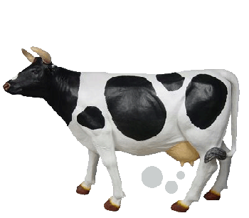 mucca