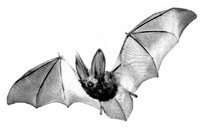 pipistrello