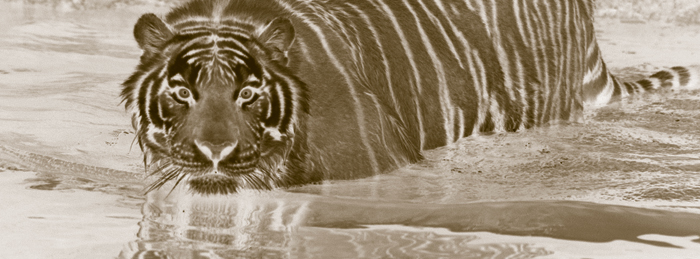 tigre