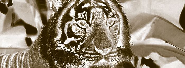 tigre